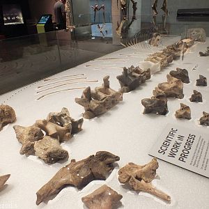 Megalania - Queensland Museum