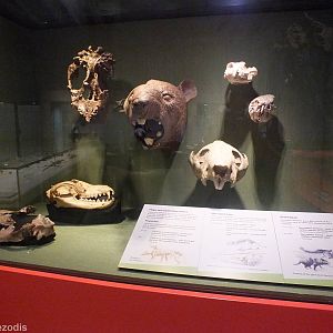 Giant Devil, Thylacine, and Marsupial Lion - Queensland Museum