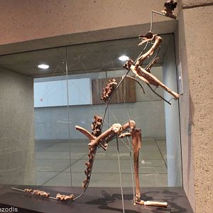 Giant Kangaroo - Queensland Museum