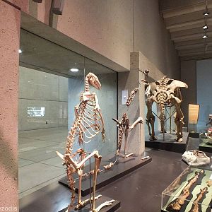 Various Extinct Marsupials - Queensland Museum