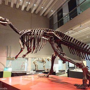 Muttaburrasaurus - Queensland Museum
