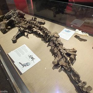 Siderops - Queensland Museum