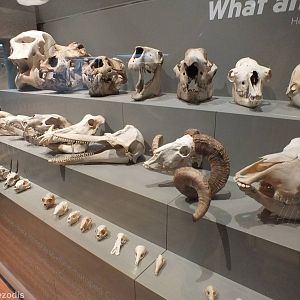 Mammal Skulls - Queensland Museum