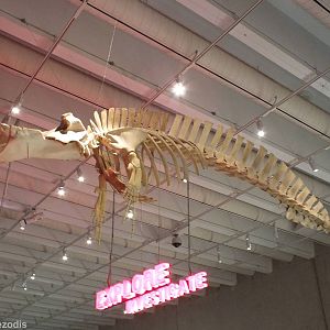 Blainville's Beaked Whale - Queensland Museum