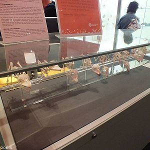 Tawny Frogmouth Skeletons - Queensland Museum