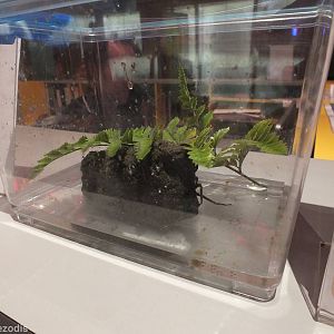 Newly Discovered Water Spider Enclosure - Queensland Museum