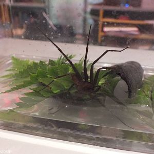 Newly Discovered Water Spider - Queensland Museum