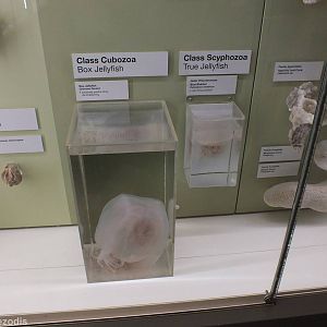 Jellyfish - Queensland Museum