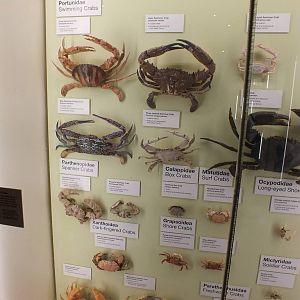 Part of Crab Display - Queensland Museum