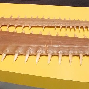 Sawfish Saws - Queensland Museum