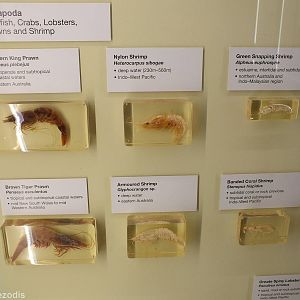 Shrimps and Prawns - Queensland Museum