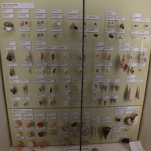 Part of Shell Display - Queensland Museum
