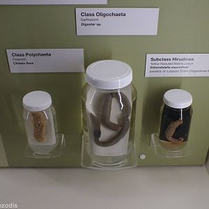 Worms - Queensland Museum