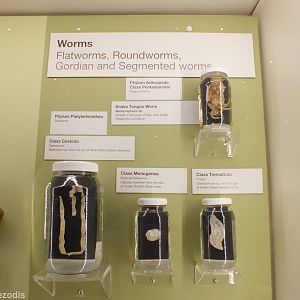 Worms - Queensland Museum