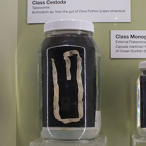 Tapeworm From the Gut of an Olive Python - Queensland Museum