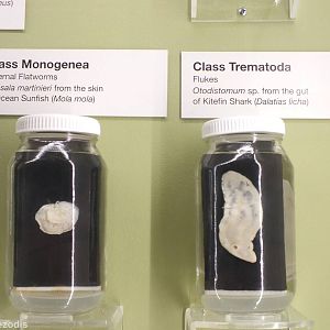 Parasites - Queensland Museum