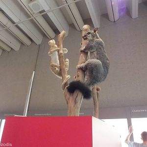 Taxidermy Display - Queensland Museum