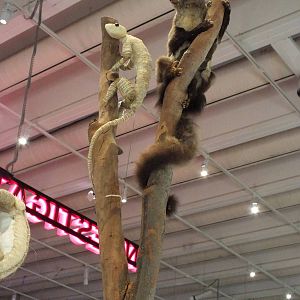 Taxidermy Display - Queensland Museum
