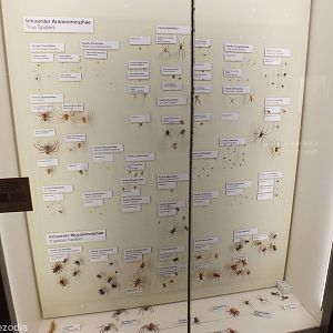 Spider Display - Queensland Museum