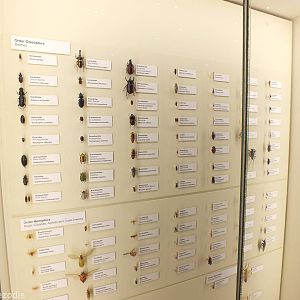 Part of Extensive Insect Display- Queensland Museum