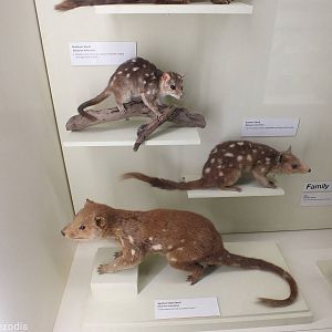 Quolls - Queensland Museum