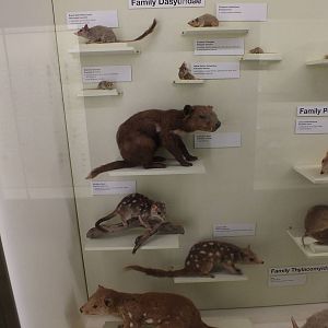 Dasyuridae - Queensland Museum