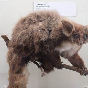 Greater Glider - Queensland Museum