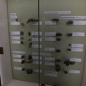 Frog Display - Queensland Museum