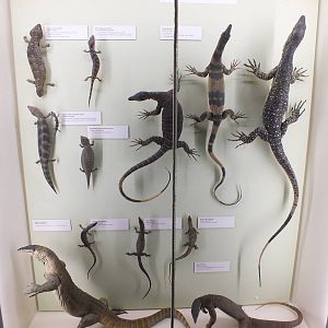 Varanidae Display - Queensland Museum