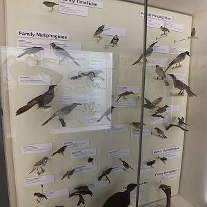 Part ofExtensive Bird Display - Queensland Museum