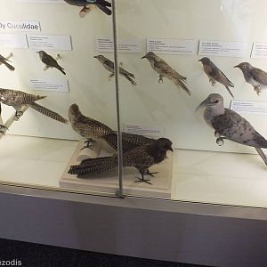 Cuckoo Display - Queensland Museum