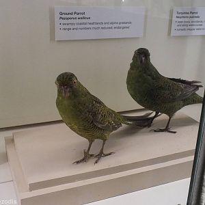 Ground Parrot - Queensland Museum