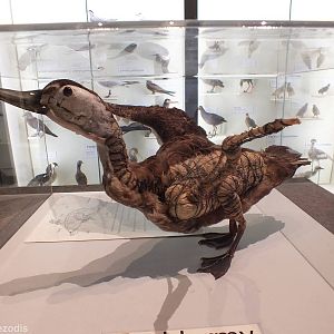 Half Taxidermied Duck - Queensland Museum