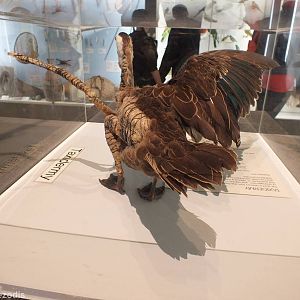 Half Taxidermied Duck - Queensland Museum