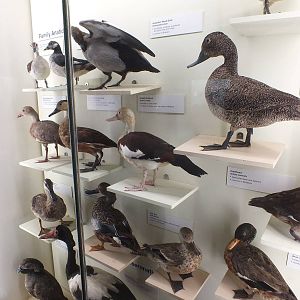 Waterfowl Display - Queensland Museum