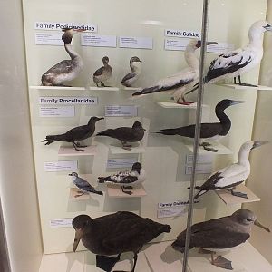 Seabird Display - Queensland Museum