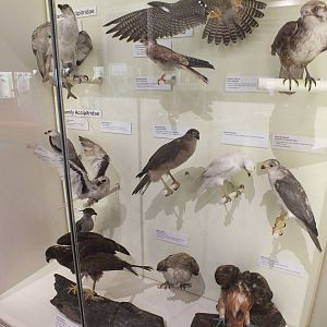 Bird of Prey Display - Queensland Museum