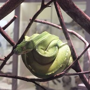 Green Python - Queensland Museum