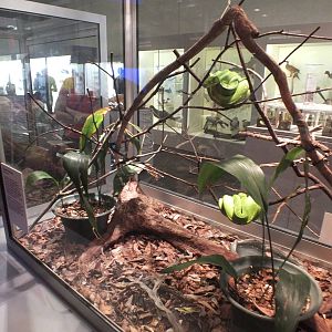 Green Python Enclosure - Queensland Museum