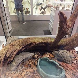 Leaf-tailed Gecko Enclosure- Queensland Museum
