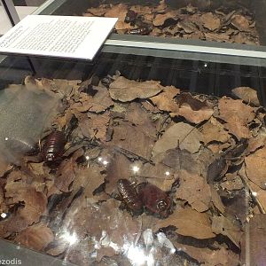 Giant Burrowing Cockroach Enclosure - Queensland Museum
