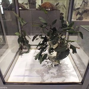 Stick Insect Nymph Enclosure - Queensland Museum