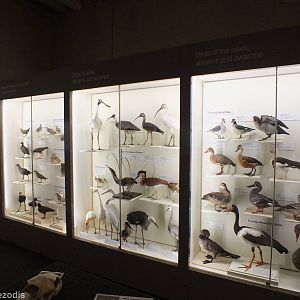 Part of Bird Display - Queensland Museum
