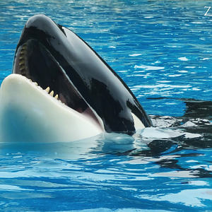 Jun. 2015 - Dine With Shamu - Ikaika