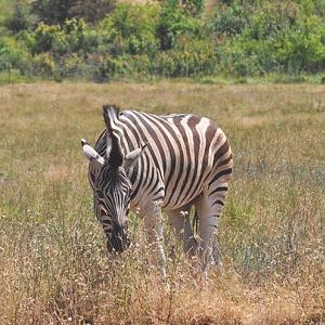 Zebra - Africa Section