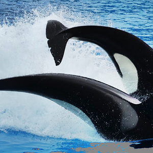 Jun. 2015 - Kasatka and Shouka