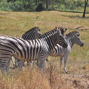 Plains Zebras - Africa Section