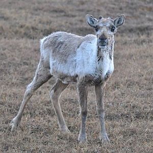 Caribou - Alaska