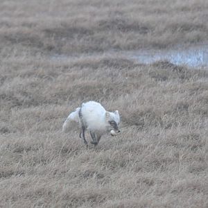 Arctic Fox with Goose Egg - Alaska