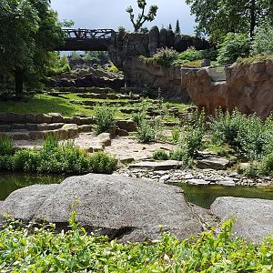 ground view lion enclosure